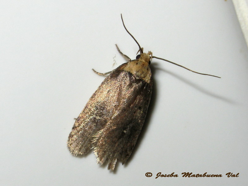 Agonopterix conterminella ? No, Agonopterix cfr selini